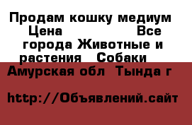 Продам кошку медиум › Цена ­ 6 000 000 - Все города Животные и растения » Собаки   . Амурская обл.,Тында г.